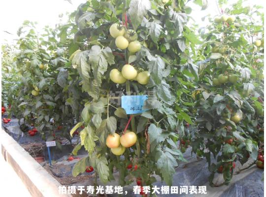 元帥