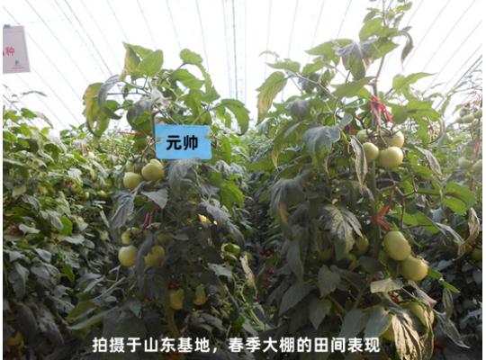 元帥