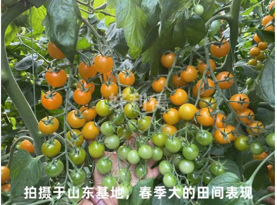 黃珍珠