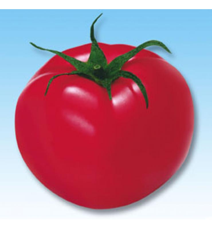 Pink Fruit Tomato Santa Ana