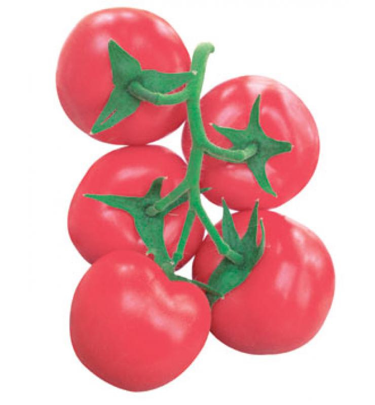 Powder fruit anti-TY large tomato champion