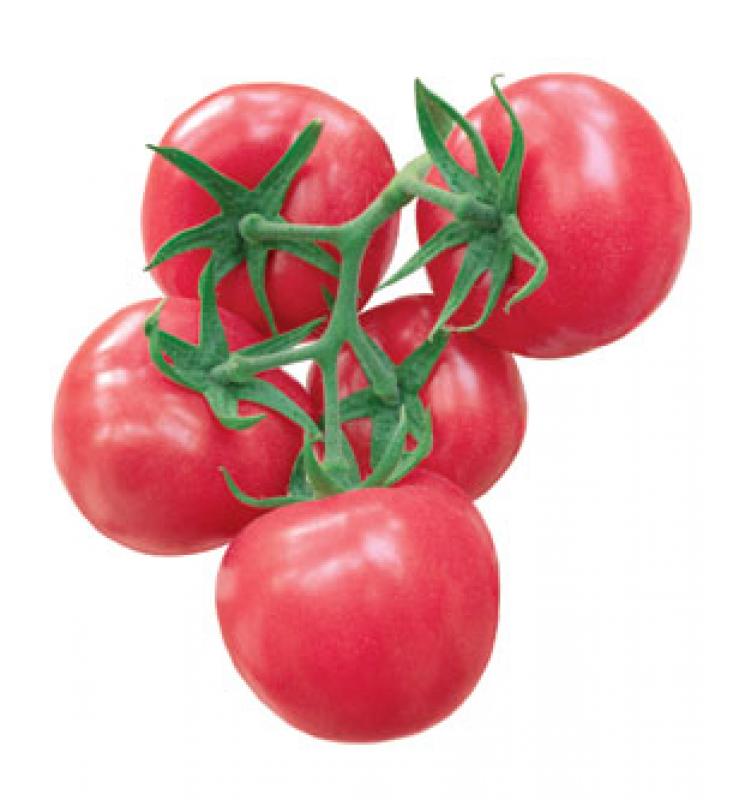Pink fruit anti-TY big tomato marshal