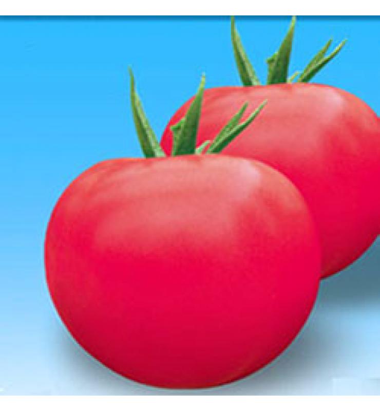 Pink fruit big tomato Shuofen No. 8