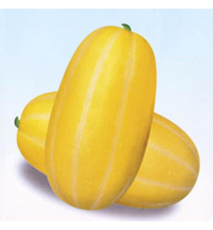 甜瓜 農(nóng)甜二號