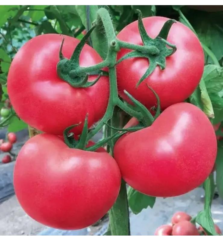 Pink fruit big tomato Lifan