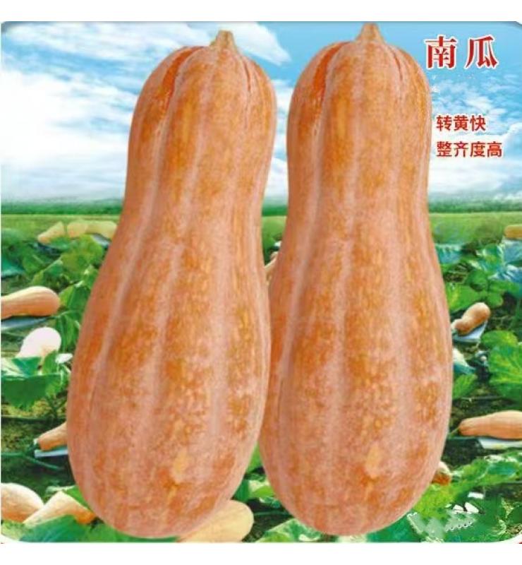南瓜 蜜本